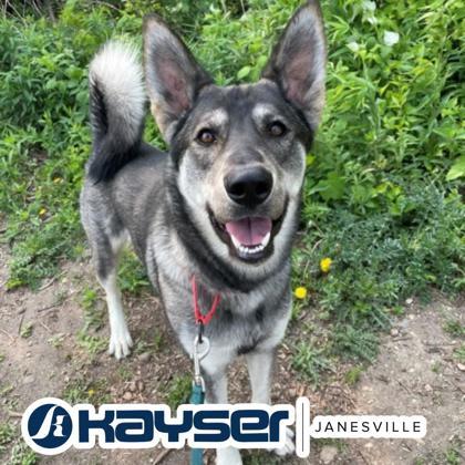 Enlarge Eclipse, a Adoptable Mixed Breed in Janesville, WI image 1/2