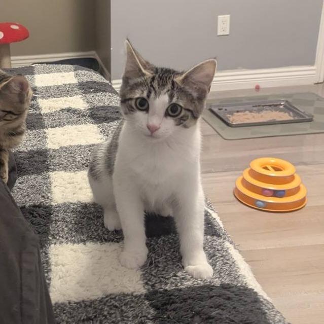 Cartia, a Adoptable Domestic Short Hair in Lions Bay, BC image 1/2