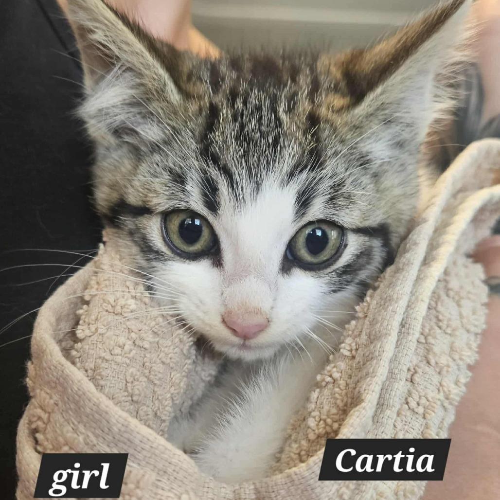 Cartia, a Adoptable Domestic Short Hair in Lions Bay, BC image 2/2