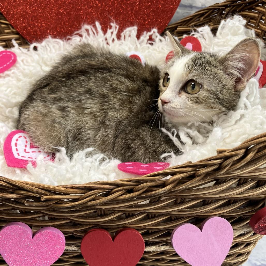 Crispy, Adoptable, Kitten Female Domestic Short Hair.