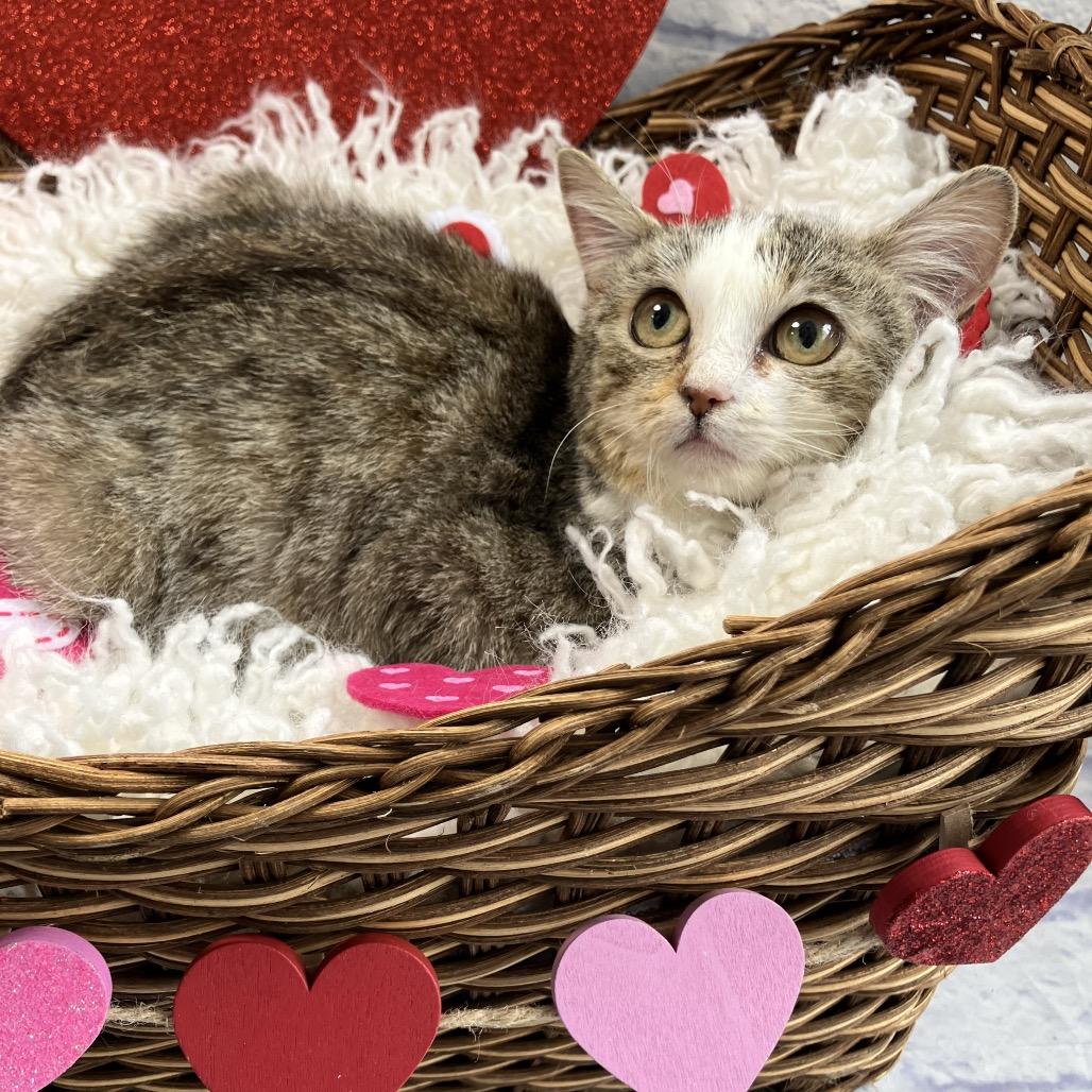 Enlarge Crispy, a Adoptable Domestic Short Hair in Harrisonburg, VA image 2/2