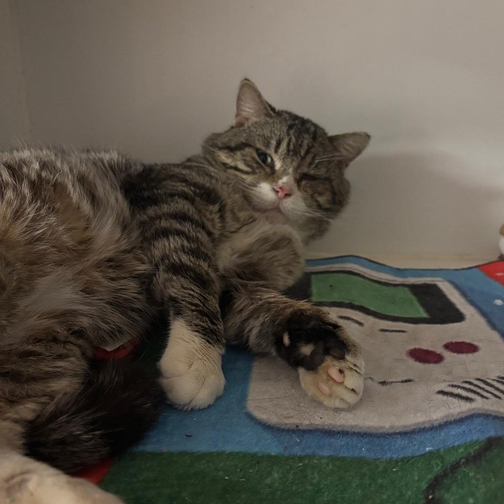 Fernando aka Fetty Wap, Adoptable, Adult Male Domestic Medium Hair.