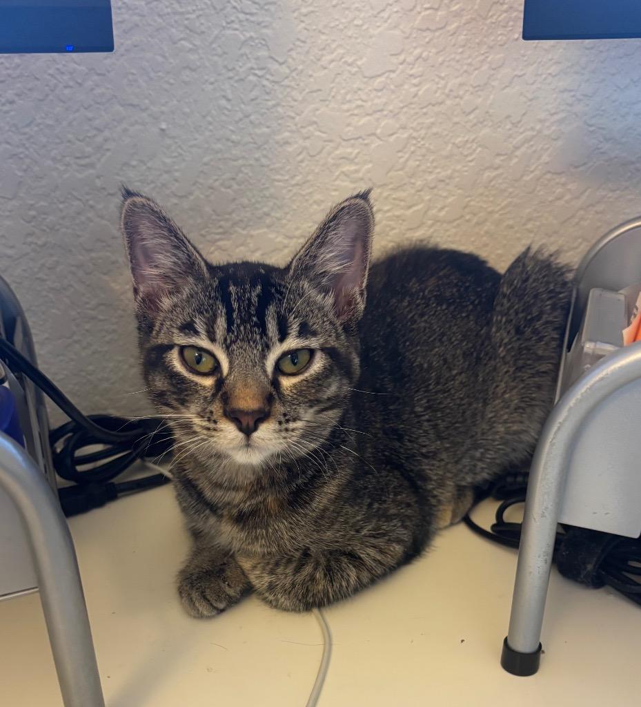 Enlarge Sherrard 2, a Adoptable mixed breed in Fort Lupton, CO image 1/1