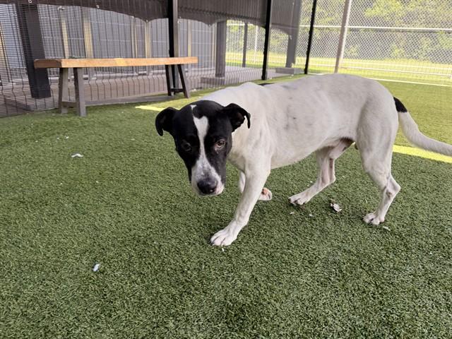 SIRLOIN, Adoptable, Young Male Pit Bull Terrier & Mixed Breed.