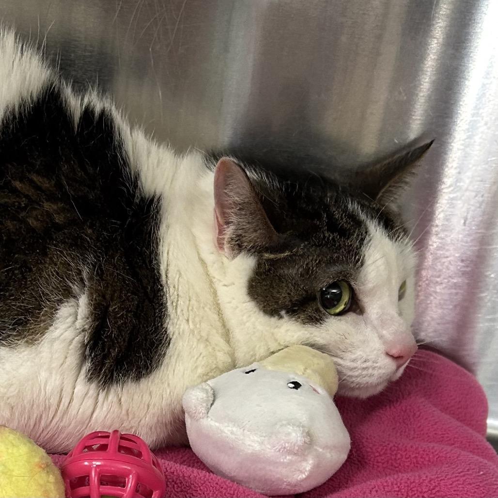 Bailey, Adoptable, Senior Female Domestic Short Hair.