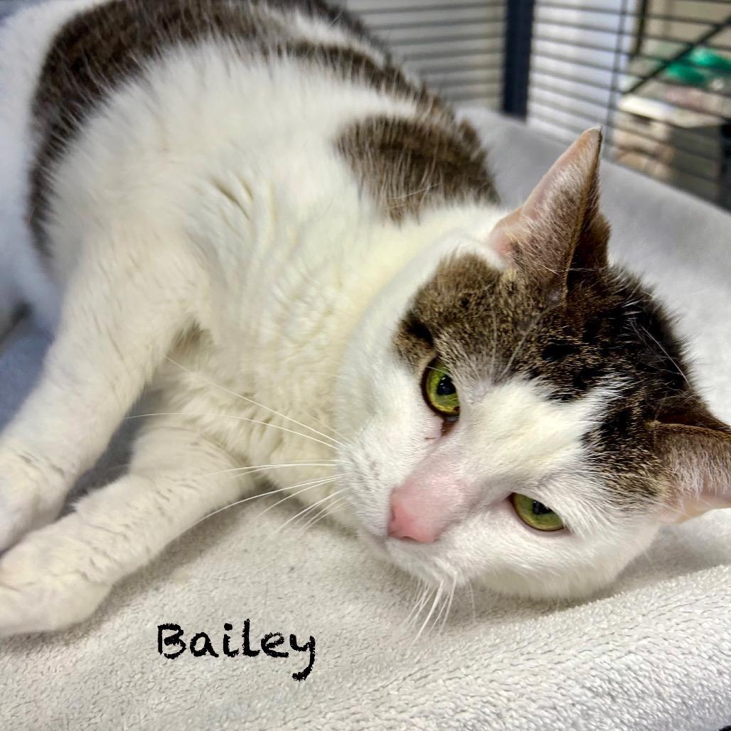 Enlarge Bailey, a Adoptable Domestic Short Hair in Hannibal, MO image 2/2