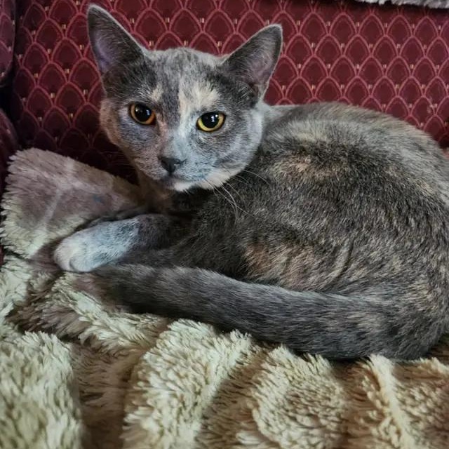 Latte, a Adoptable Domestic Short Hair in Rio Linda, CA image 4/4