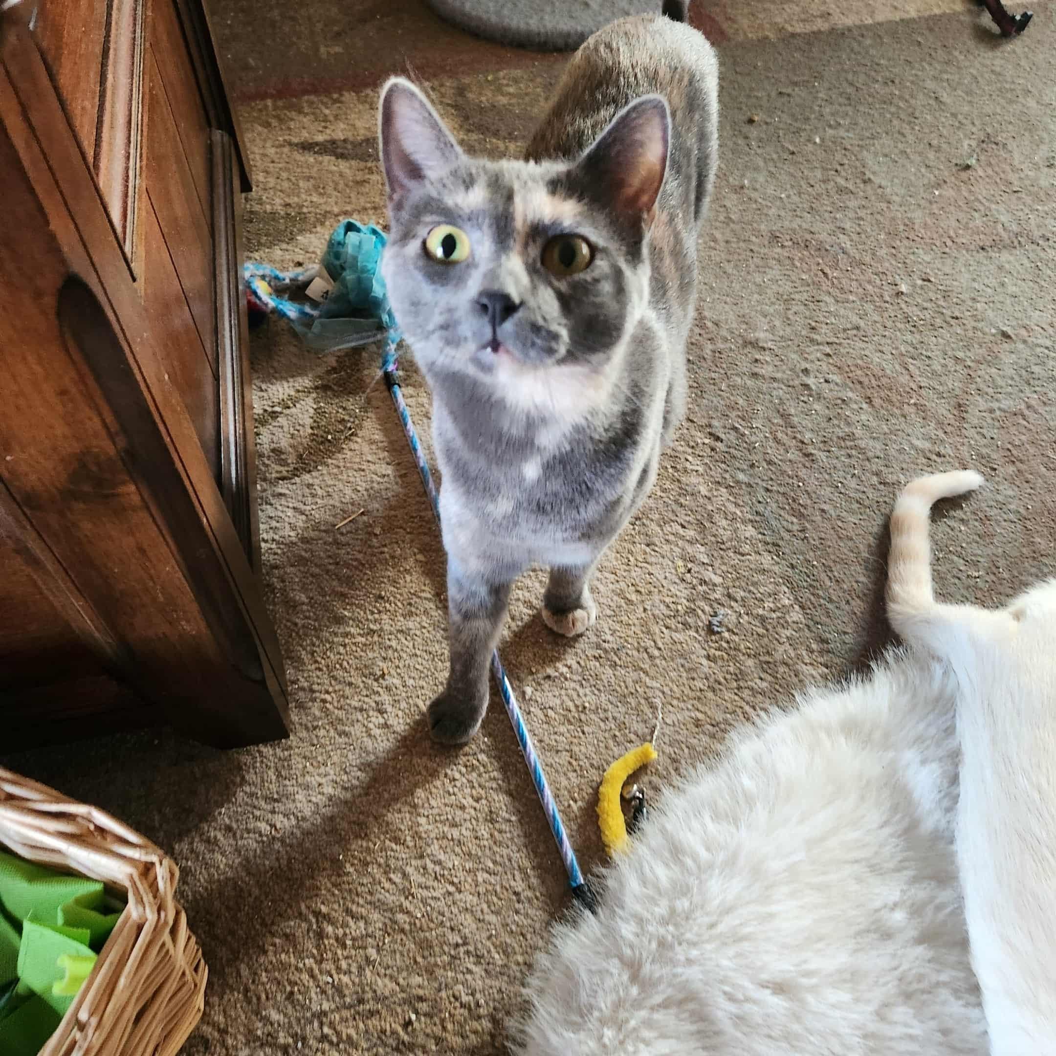 Latte, a Adoptable Domestic Short Hair in Rio Linda, CA image 3/4