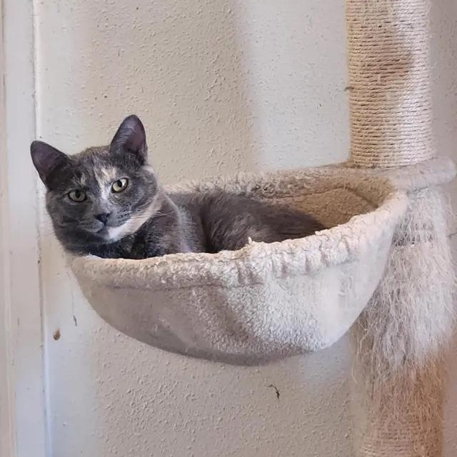 Latte, Adoptable, Adult Female Domestic Short Hair.