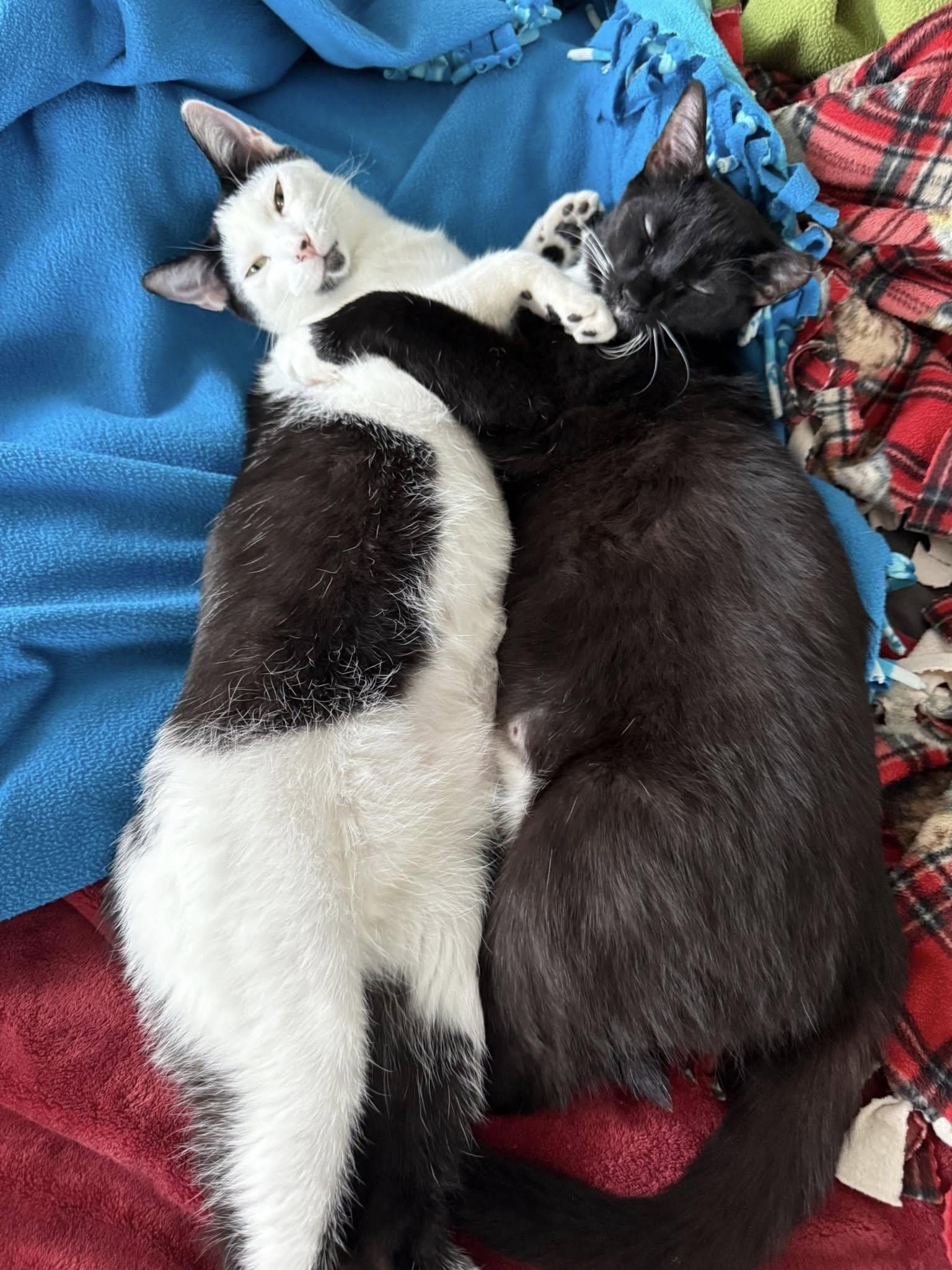 Dash & Flash photo 5