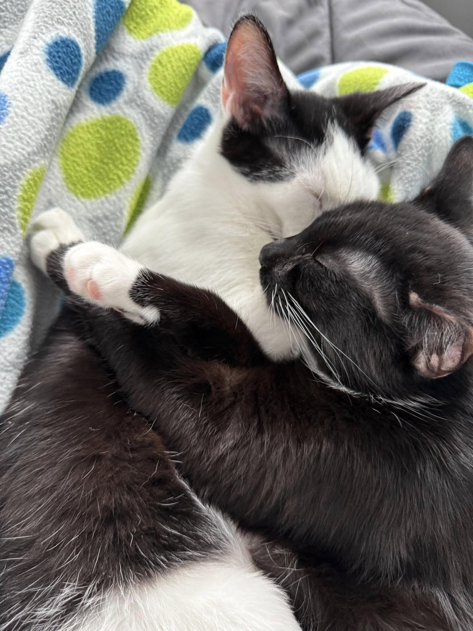 Dash & Flash photo 3