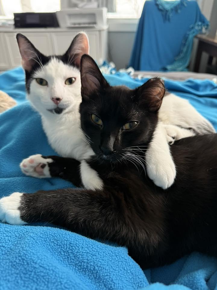 Dash & Flash