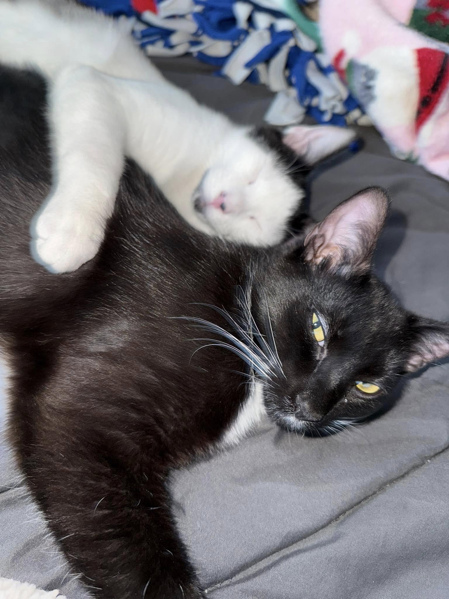Dash & Flash photo 2