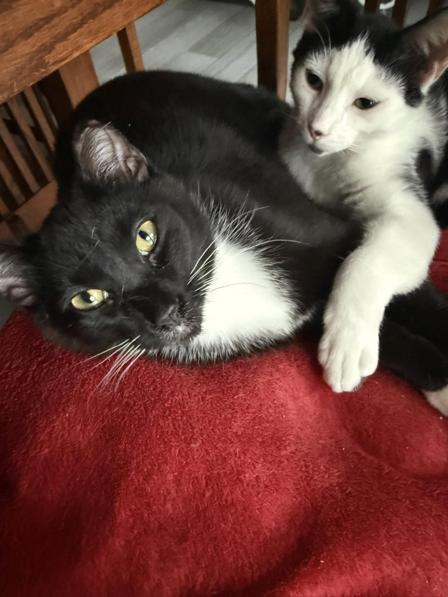 Dash & Flash photo 6