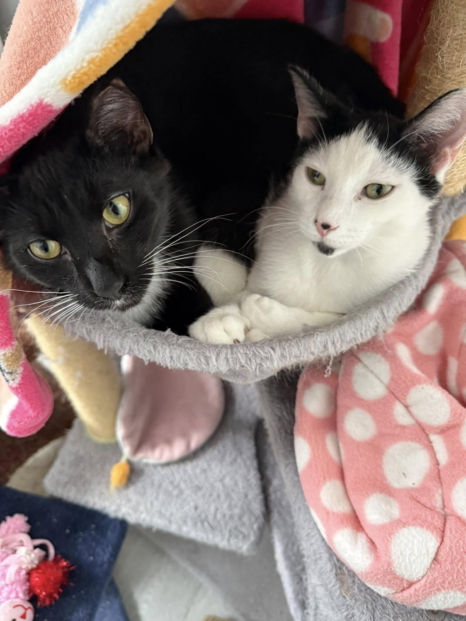 Dash & Flash photo 4