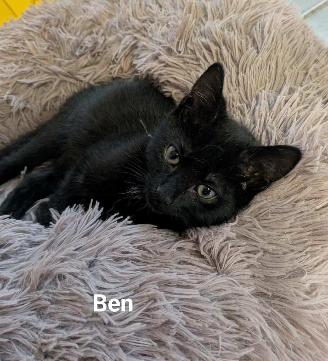 Enlarge Fantastic 4 Sue & Ben, a Adoptable Domestic Short Hair in Manchester, CT image 3/3