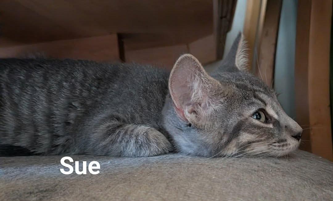 Fantastic 4 Sue & Ben, Adoptable, Young Male Domestic Short Hair.