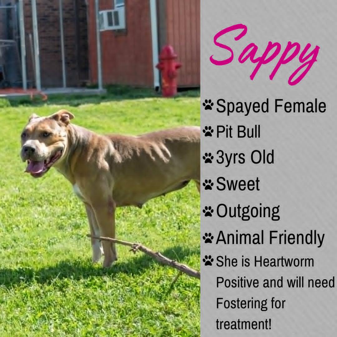 Sappy, ADOPTABLE, Adult Female Pit Bull Terrier.