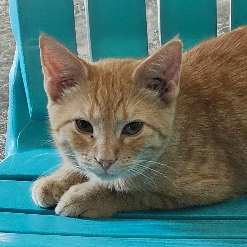 Enlarge Rocky, a Adoptable Domestic Short Hair in Corydon, IN image 1/1