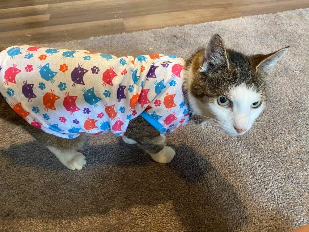 Quinn, Adopted, Adult Female Domestic Short Hair.