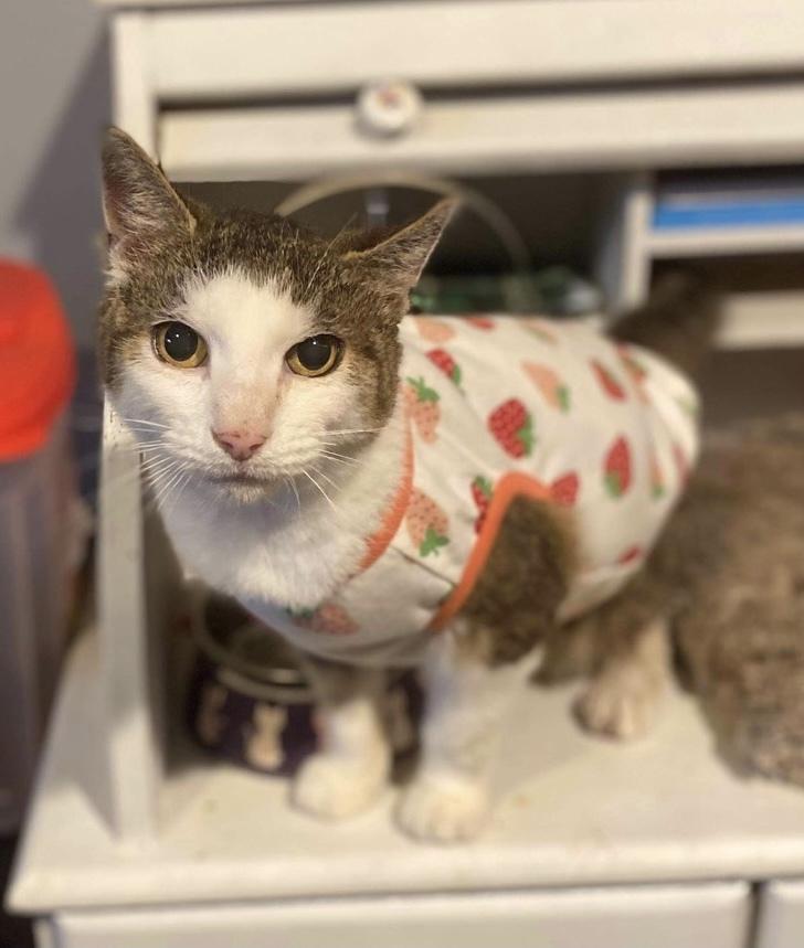 Enlarge Quinn, a Adopted Domestic Short Hair in Sewell, NJ image 3/3