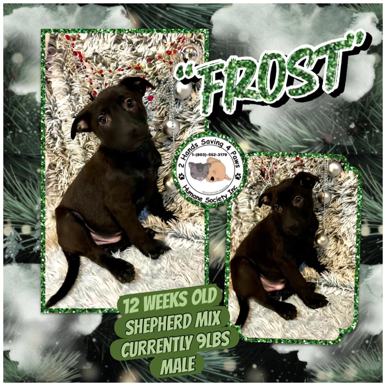 Frost, ADOPTABLE, Puppy Male Black Labrador Retriever & Shepherd.