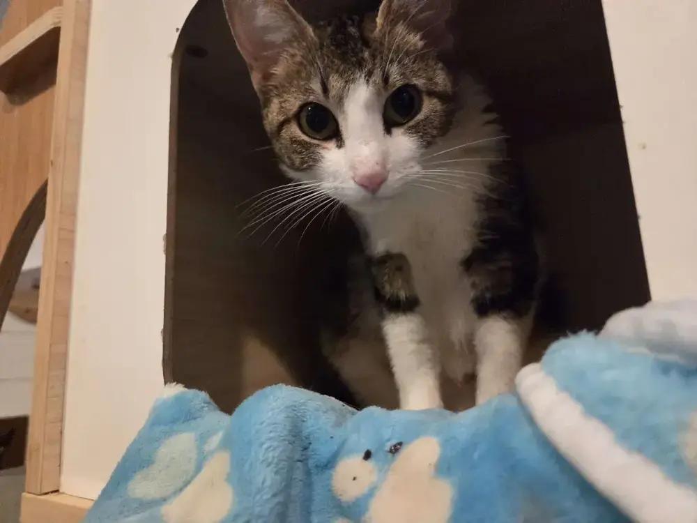 Enlarge Barbie, a Adoptable Domestic Short Hair in Grand Rapids, MI image 1/6