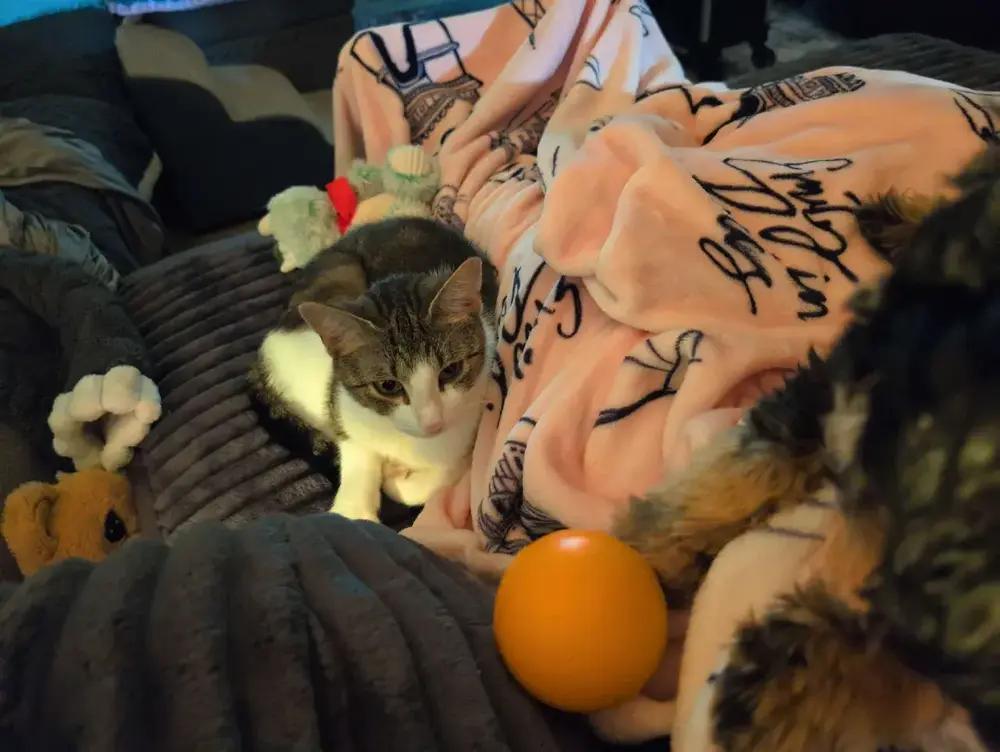Barbie, Adoptable, Adult Female Domestic Short Hair.