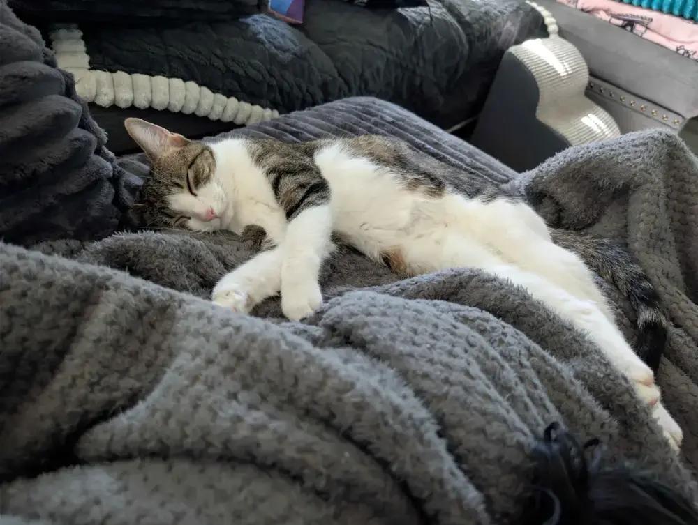 Enlarge Barbie, a Adoptable Domestic Short Hair in Grand Rapids, MI image 2/6