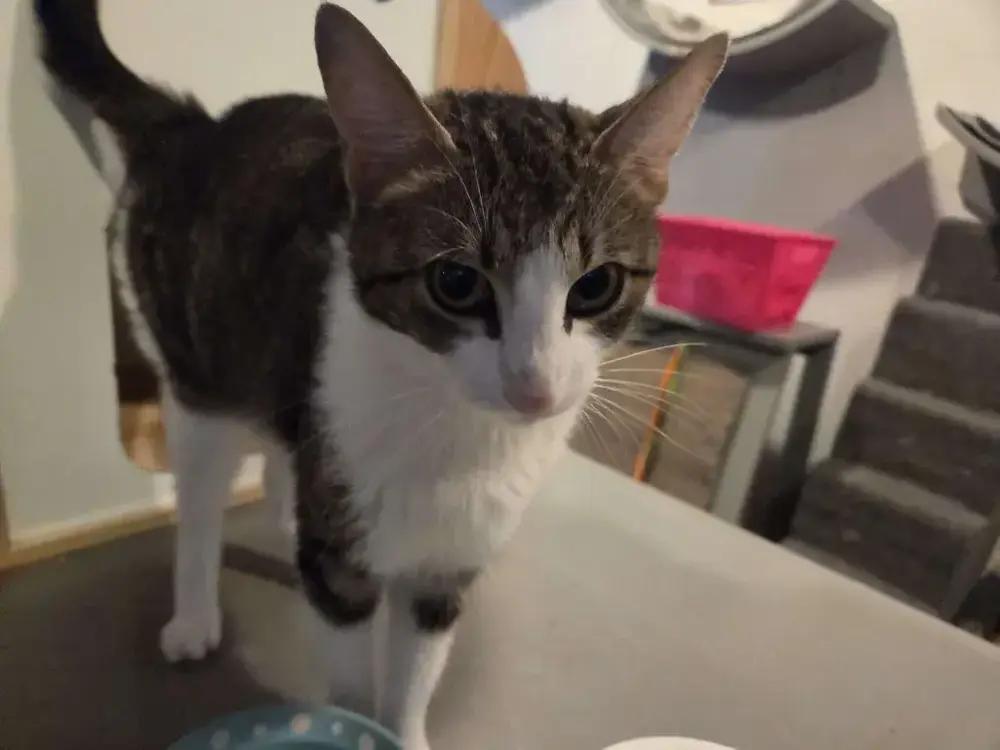 Enlarge Barbie, a Adoptable Domestic Short Hair in Grand Rapids, MI image 2/6
