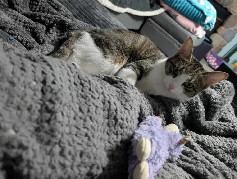 Enlarge Barbie, a Adoptable Domestic Short Hair in Grand Rapids, MI image 3/6
