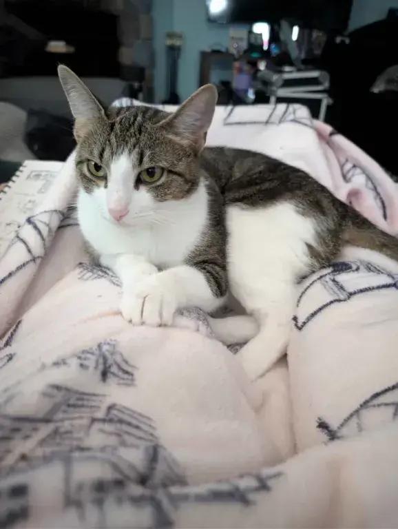 Enlarge Barbie, a Adoptable Domestic Short Hair in Grand Rapids, MI image 4/6