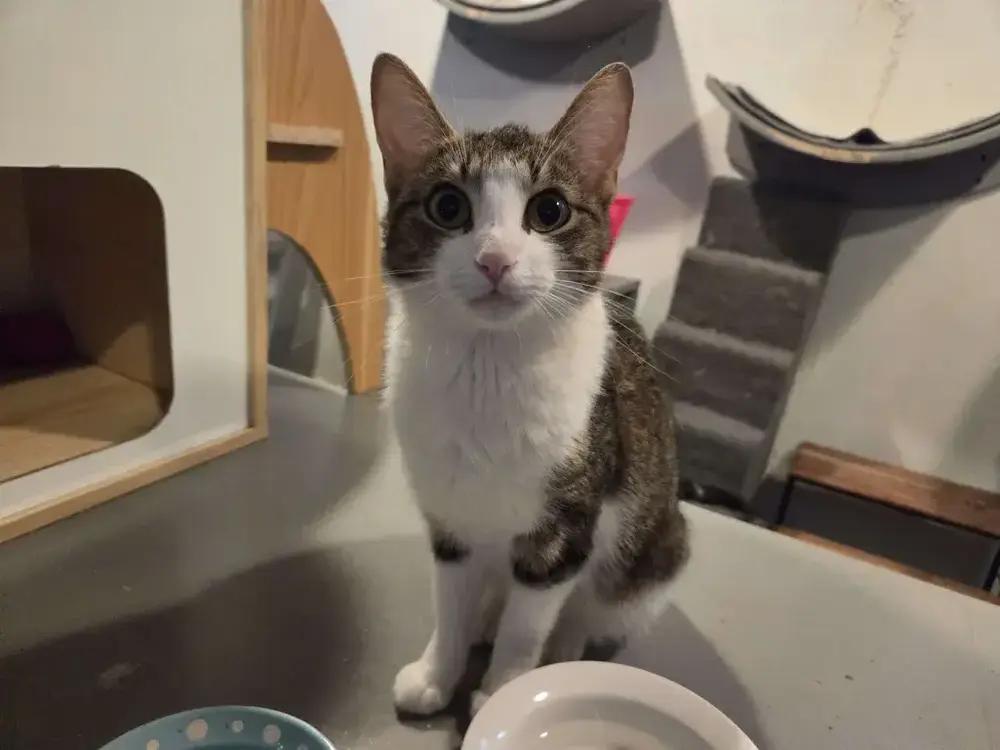 Enlarge Barbie, a Adoptable Domestic Short Hair in Grand Rapids, MI image 3/6