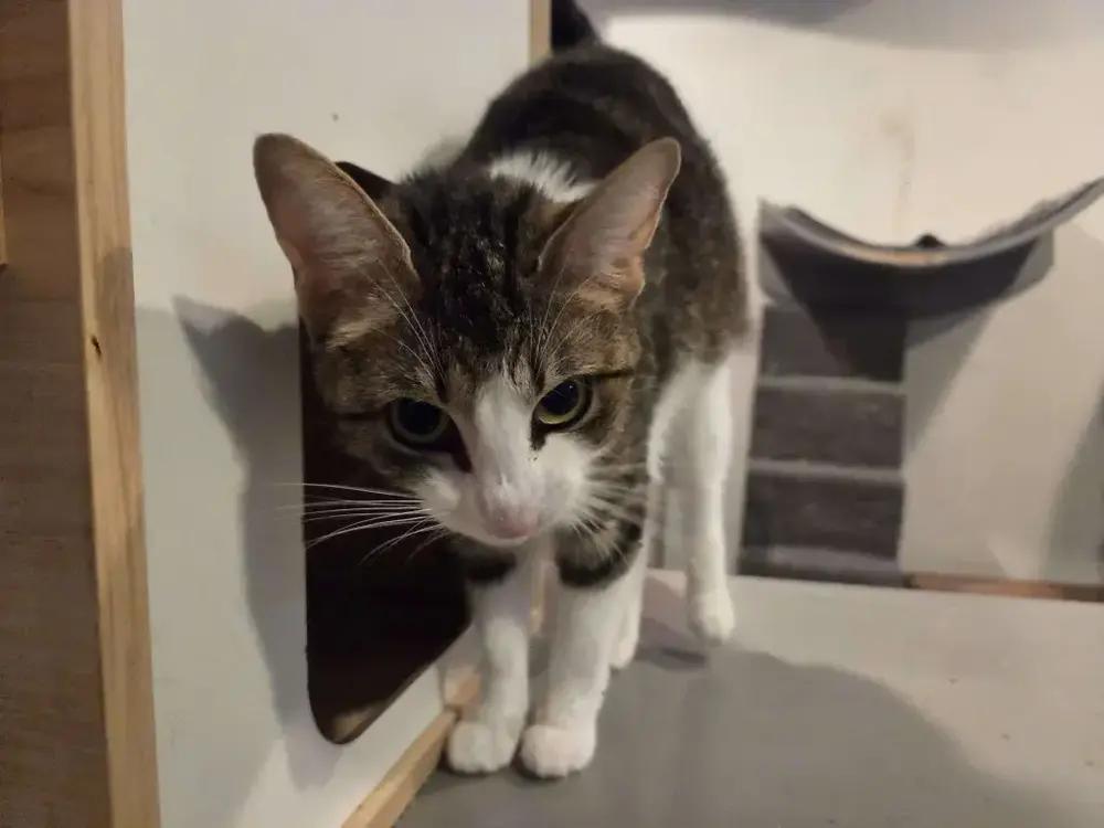 Enlarge Barbie, a Adoptable Domestic Short Hair in Grand Rapids, MI image 4/6