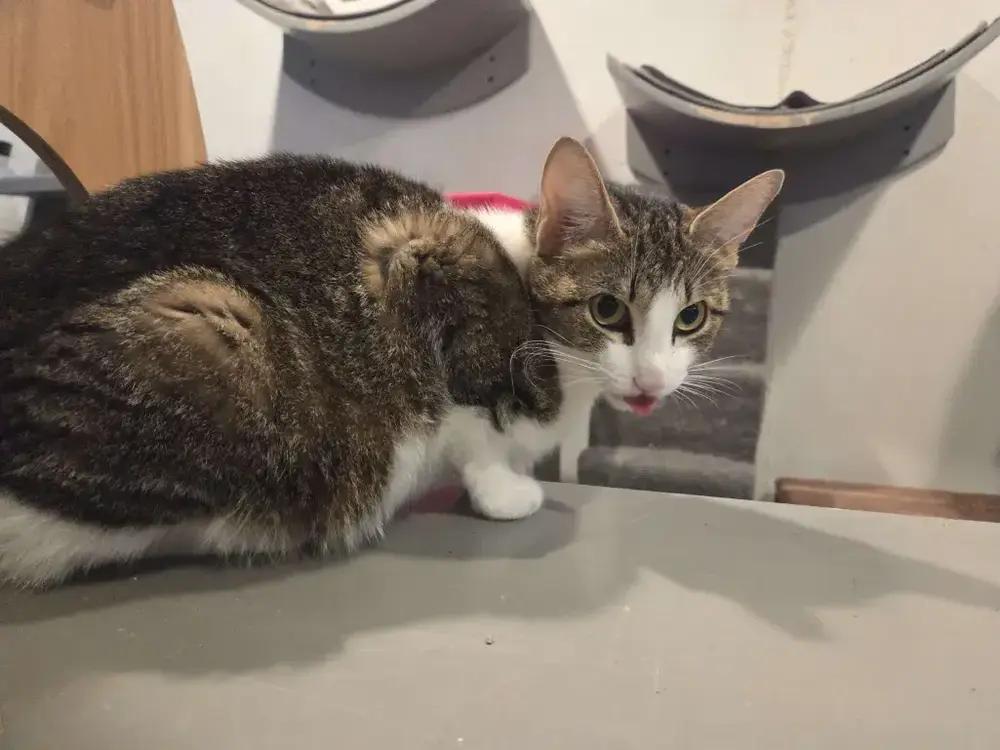 Enlarge Barbie, a Adoptable Domestic Short Hair in Grand Rapids, MI image 5/6