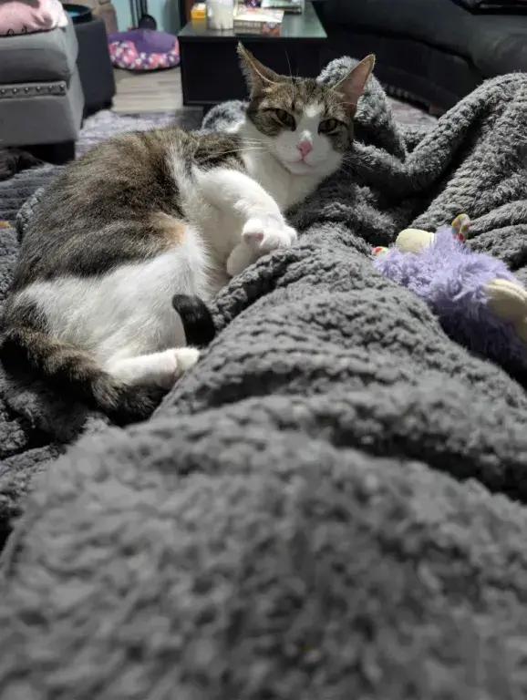 Enlarge Barbie, a Adoptable Domestic Short Hair in Grand Rapids, MI image 5/6