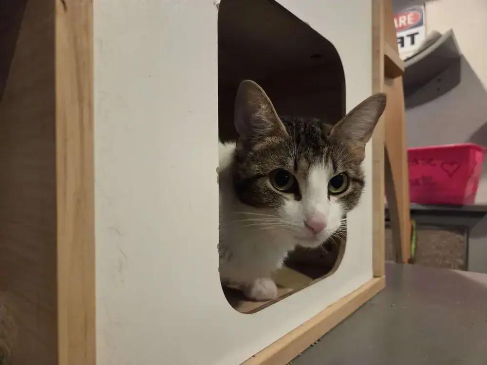 Enlarge Barbie, a Adoptable Domestic Short Hair in Grand Rapids, MI image 6/6