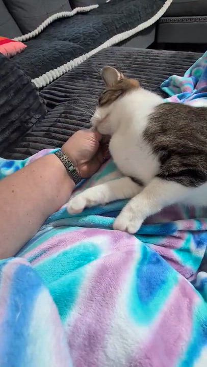 Enlarge Barbie, a Adoptable Domestic Short Hair in Grand Rapids, MI video 6/6