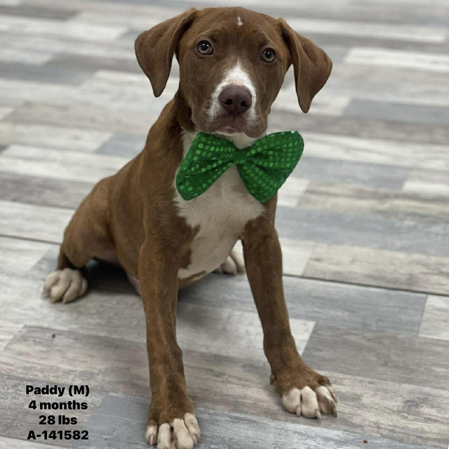 Paddy - Local May 22-24, adopted, Puppy Male Labrador Retriever.