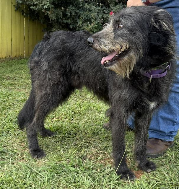 Journey (Sweetest Family Companion), a ADOPTABLE mixed breed in Newfoundland, PA image 5/6
