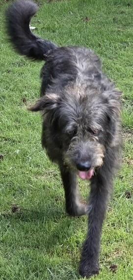 Journey (Sweetest Family Companion), a ADOPTABLE mixed breed in Newfoundland, PA image 3/6