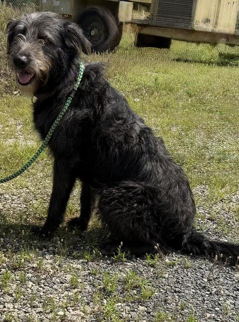 Journey (Sweetest Family Companion), a ADOPTABLE mixed breed in Newfoundland, PA image 6/6