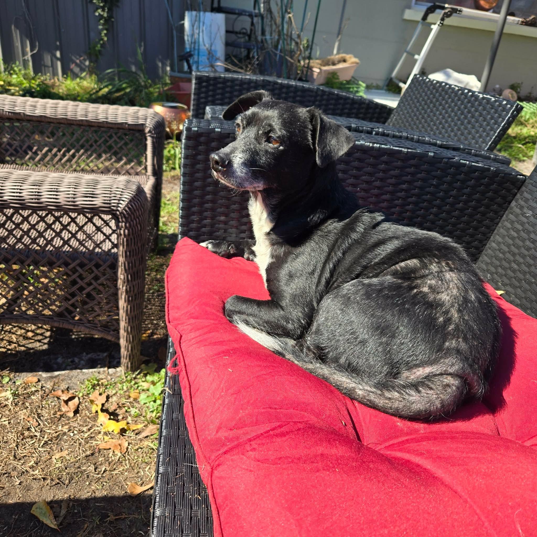 Luke, a Adoptable mixed breed in Panama City, FL image 3/3