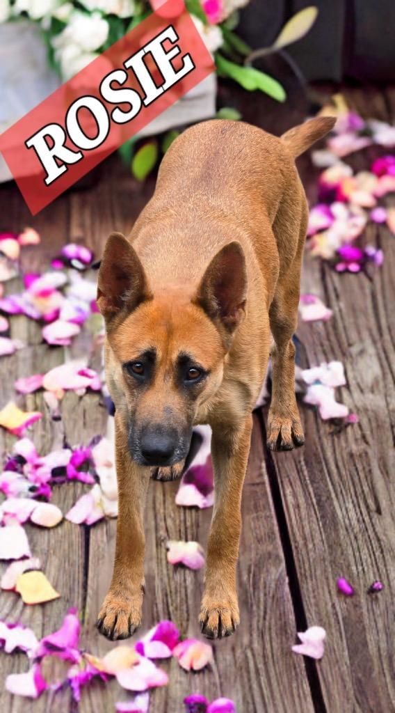 Rosie, Adopted, Adult Female Mixed Breed.