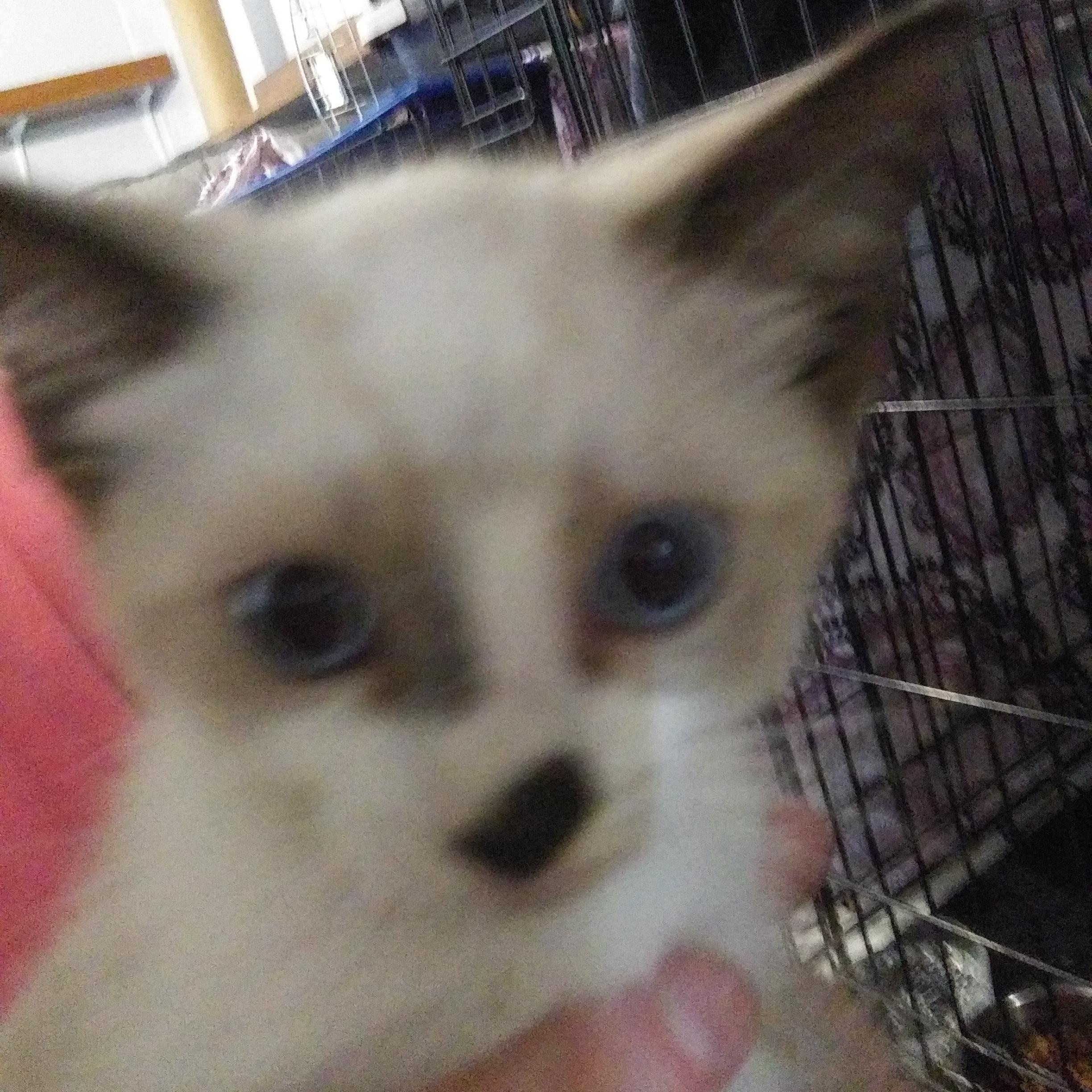 Enlarge Quincy, a Adopted Siamese in Port Wentworth, GA image 1/1