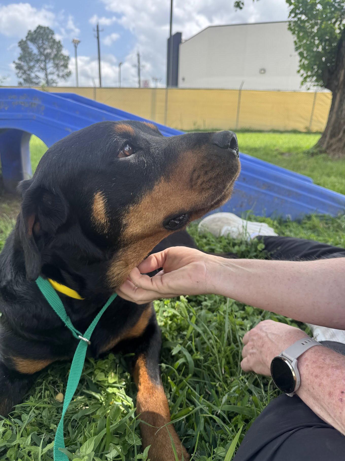 Enlarge Delta, a Adopted Rottweiler in Houston, TX image 1/3