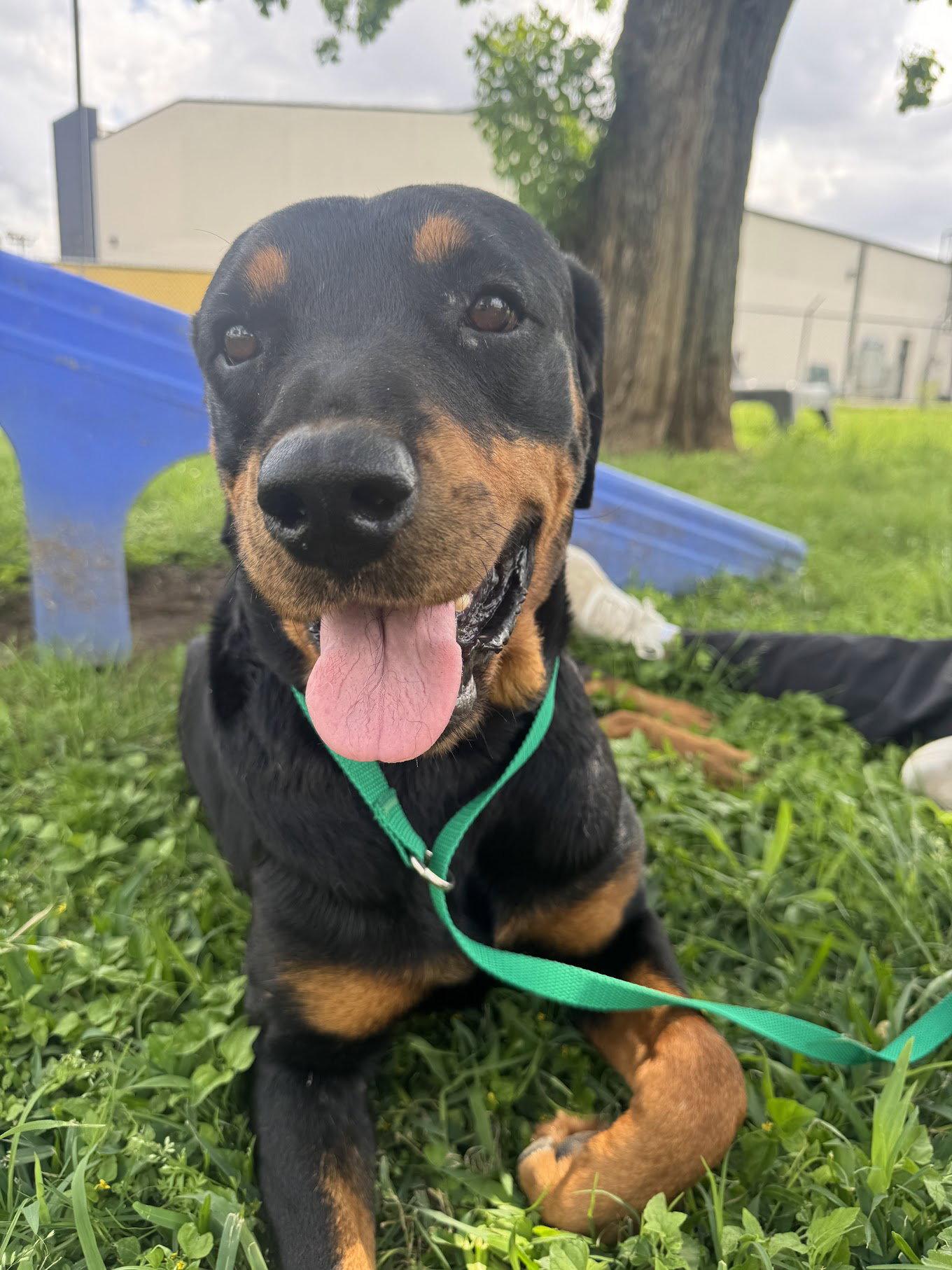 Enlarge Delta, a Adopted Rottweiler in Houston, TX image 2/3