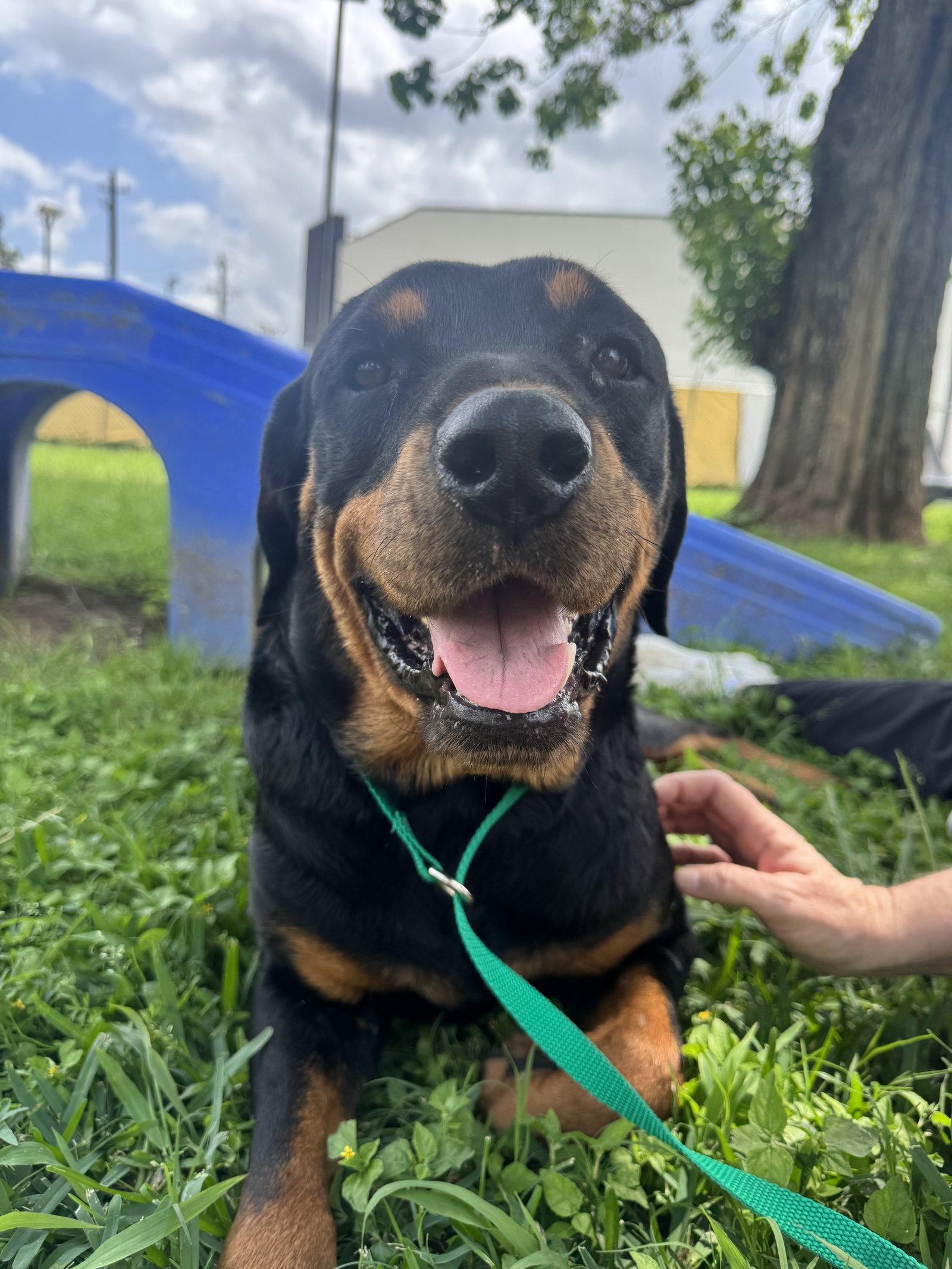 Enlarge Delta, a Adopted Rottweiler in Houston, TX image 3/3