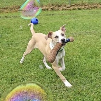 Flapjack, a ADOPTABLE mixed breed in Ithaca, NY image 2/3