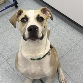 Flapjack, a ADOPTABLE mixed breed in Ithaca, NY image 3/3